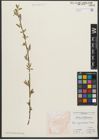 Foto von Salix pycnostachya Andersson